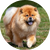 Chow Chow